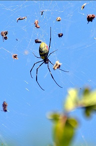 Nature photography by kamal kansara