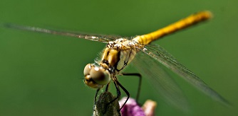 Nature photography by kamal kansara